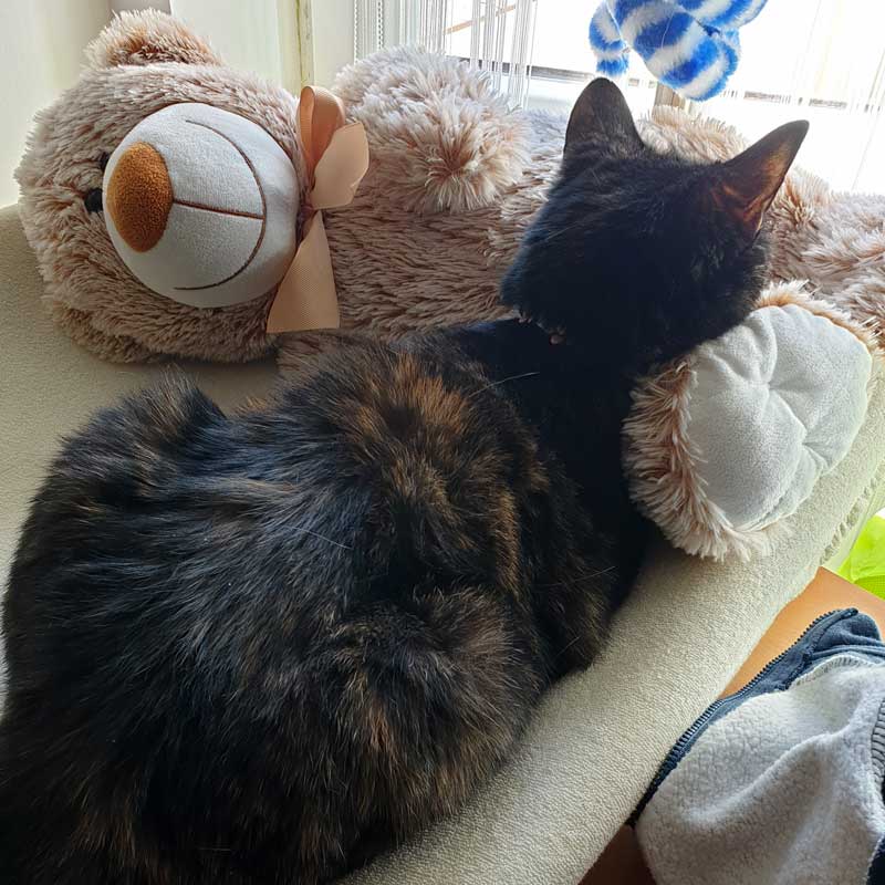 placeholder image-sq