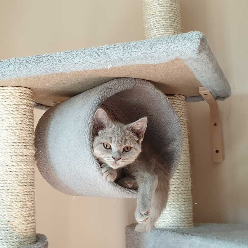 placeholder image-sq