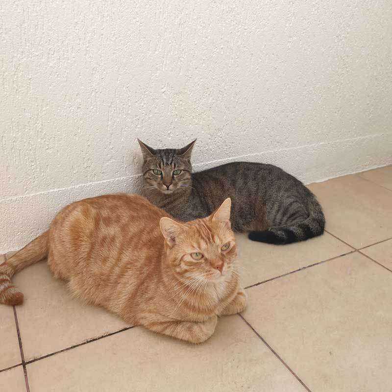 placeholder image-sq