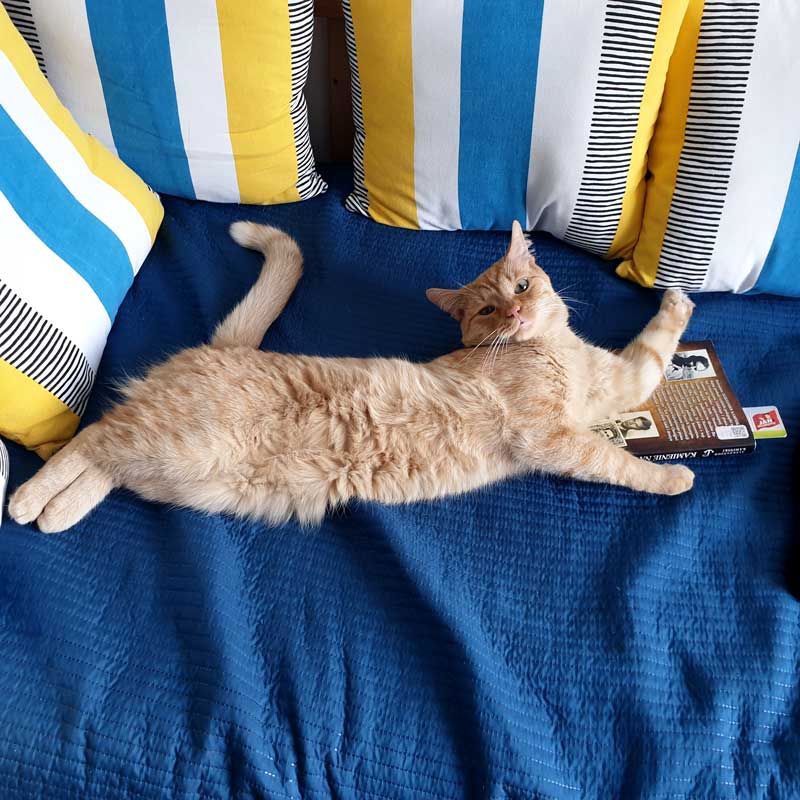 placeholder image-sq