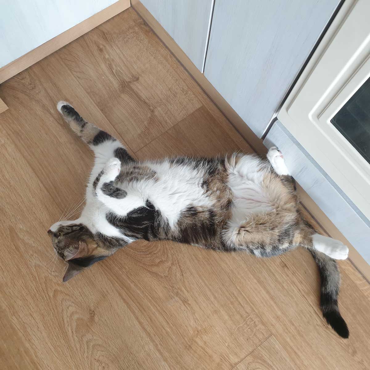 placeholder image-sq