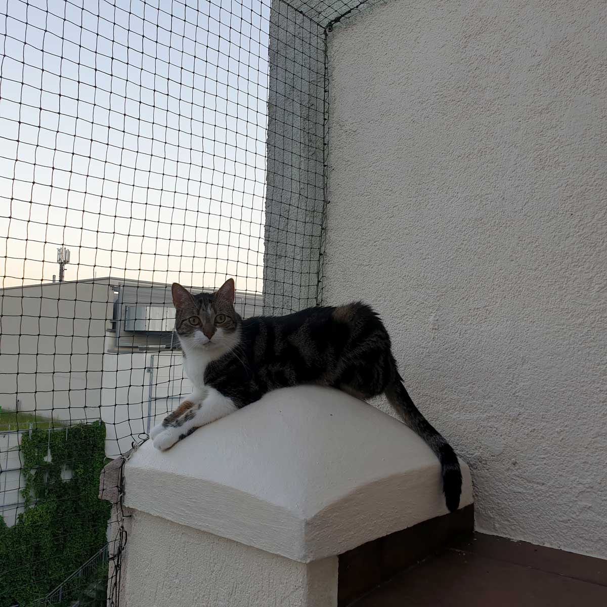 placeholder image-sq