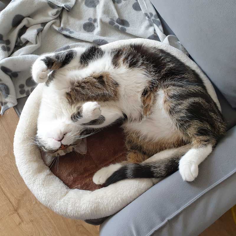 placeholder image-sq